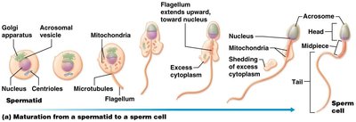 Structure of sperm cell