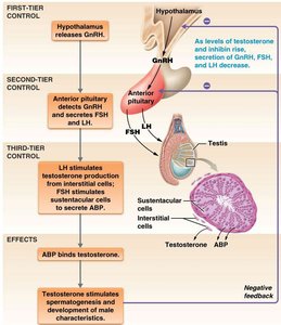 Hormonal control of the testes