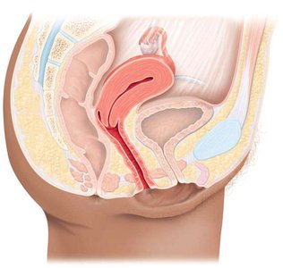 Female reproductive system anatomy