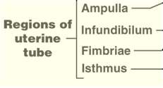 Uterine tube structure