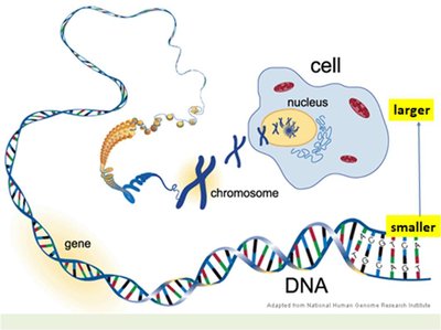DNA, gene, chromosome, and cell relationship