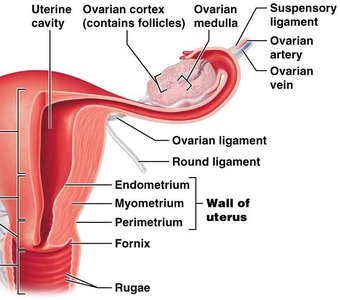 Uterus anatomy and histology