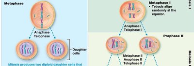 Comparison of mitosis and meiosis