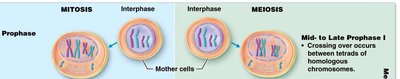 Stages of mitosis and meiosis
