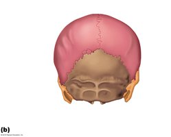 Superior view of the skull showing sagittal suture