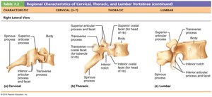 Regional characteristics of cervical, thoracic, and lumbar vertebrae