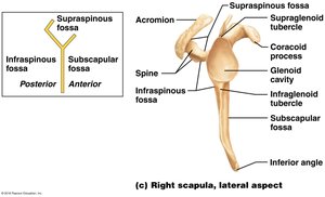 Right scapula, lateral aspect