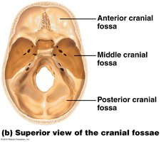 Superior view of the cranial fossae