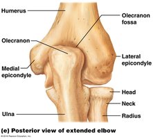 Ulna bone