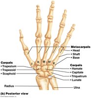 Metacarpals of the hand