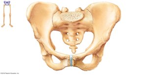 Pubis bone and pelvic features
