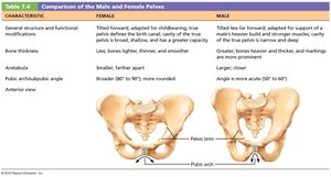 Pelvic inlet and outlet