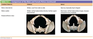 Comparison of male and female pelvis