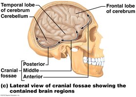 Lateral view of cranial fossae showing contained brain regions