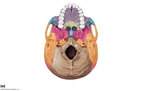 Occipital bone with foramen magnum and occipital condyles