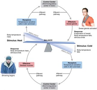 Body temperature regulation by negative feedback