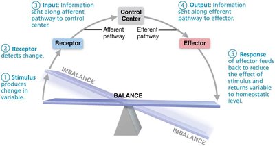 Homeostatic control system diagram