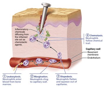 Diagram: Steps of phagocyte mobilization