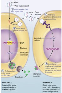 Diagram: Interferon action against viruses
