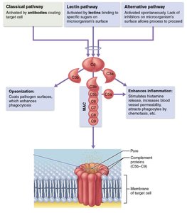 Diagram: Complement system pathways and effects