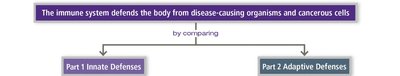Diagram: Immune system divisions into innate and adaptive defenses