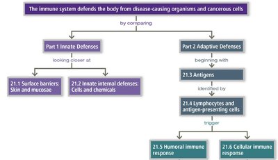 Diagram: Humoral and cellular immunity