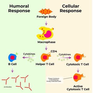 Diagram: Antibody binding to antigens