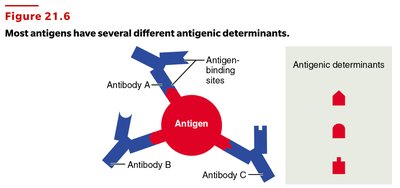 Diagram: Antigen structure and determinants