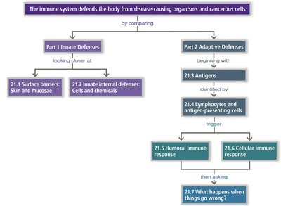 Flowchart: Immune system defense overview