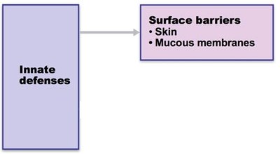Diagram: Innate defenses and surface barriers