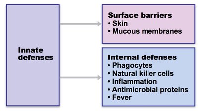 Diagram: Innate defenses including internal defenses