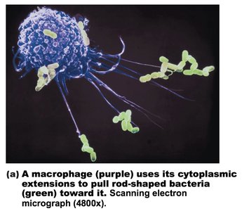 Micrograph: Macrophage engulfing bacteria