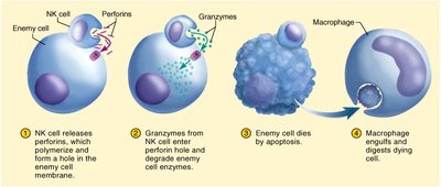 Diagram: NK cell mechanism of action