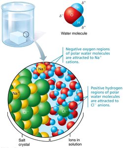 Water dissolving salt, showing hydration shells around ions