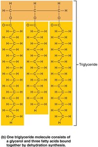 Triglyceride structure