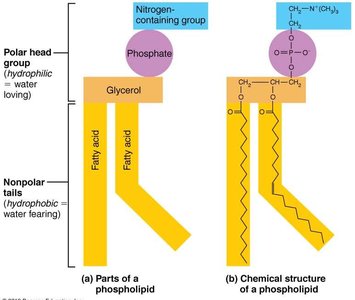 Phospholipid structure