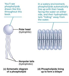 Phospholipid bilayer formation