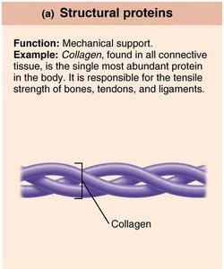 Structural protein: collagen