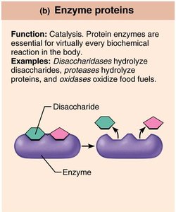 Enzyme protein: catalysis