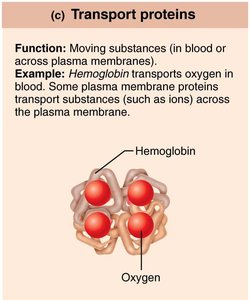 Transport protein: hemoglobin
