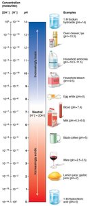 pH scale with common substances
