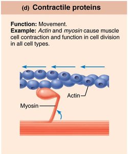 Contractile protein: actin and myosin