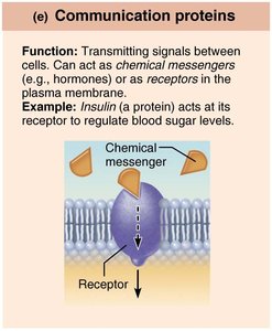 Communication protein: insulin