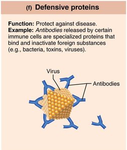 Defensive protein: antibody