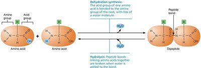 Peptide bond formation