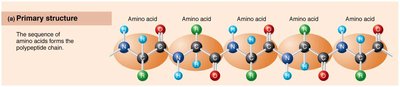 Primary protein structure