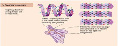 Secondary protein structure