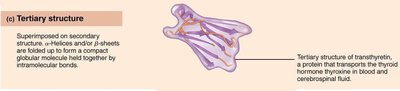 Tertiary protein structure