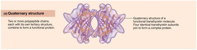 Quaternary protein structure