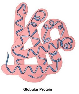 Globular protein